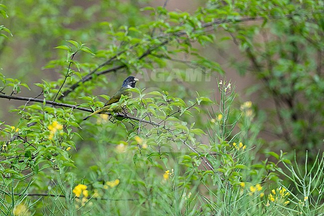 An adult Collared Finchbill (Spizixos semitorques) perching in abush stock-image by Agami/Mathias Putze,