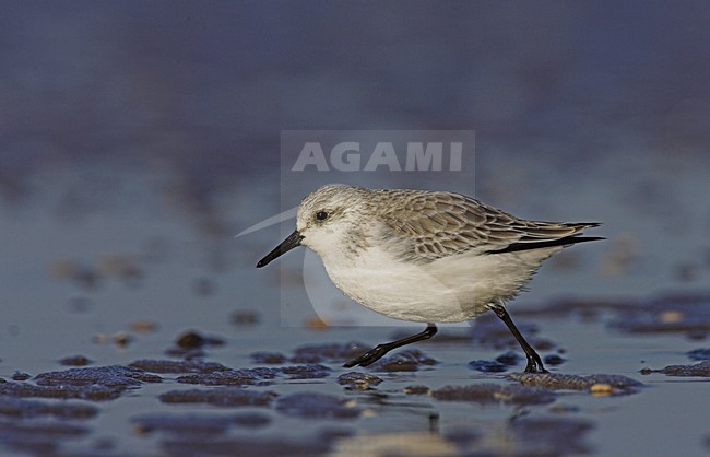 Drieteenstrandloper op het strand; Sanderling on the beach stock-image by Agami/Menno van Duijn,