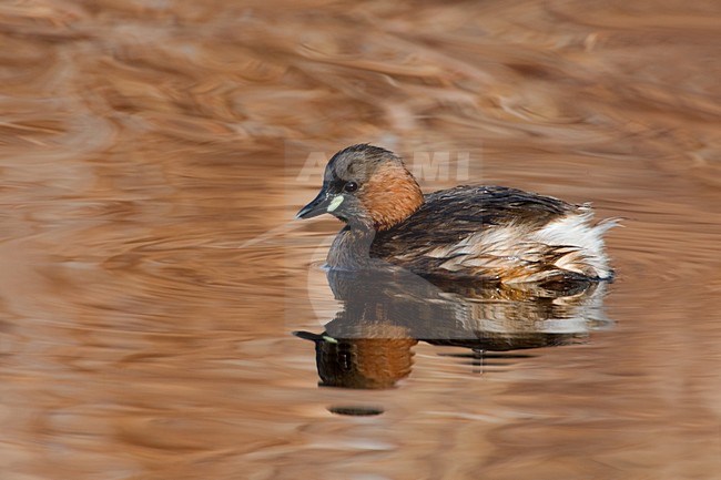 Dodaars zwemmend; Little Grebe swimming stock-image by Agami/Daniele Occhiato,