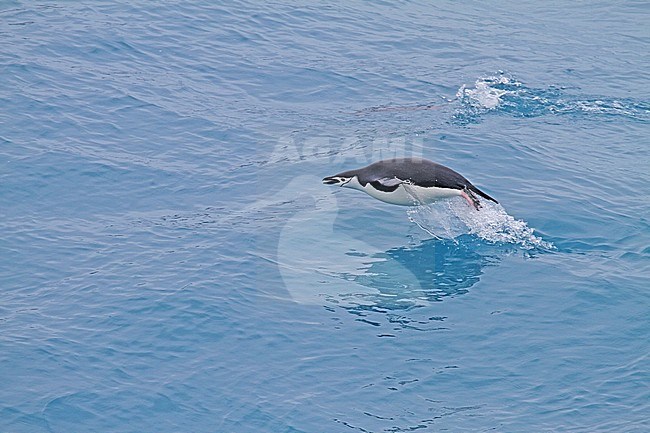 Chinstrap Penguin (Pygoscelis antarcticus) swimming in the atlantic ocean off South Georgia. stock-image by Agami/Pete Morris,