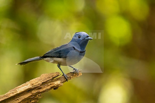 Black-naped Monarch (Hypothymis azurea) stock-image by Agami/Hans Germeraad,