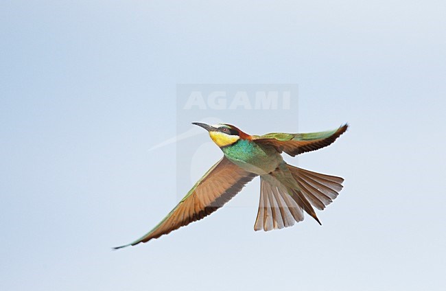 Bijeneter in de vlucht; European Bee-eater in flight stock-image by Agami/Markus Varesvuo,