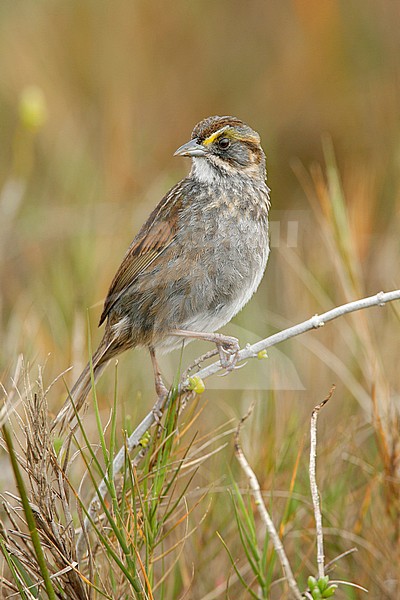 Adult
Brazoria Co., TX
February 2007 stock-image by Agami/Brian E Small,