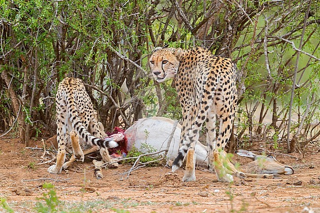 Cheetah (Acinonyx jubatus), adult female and a cub feeding on an Impala, Mpumalanga, South Africa stock-image by Agami/Saverio Gatto,