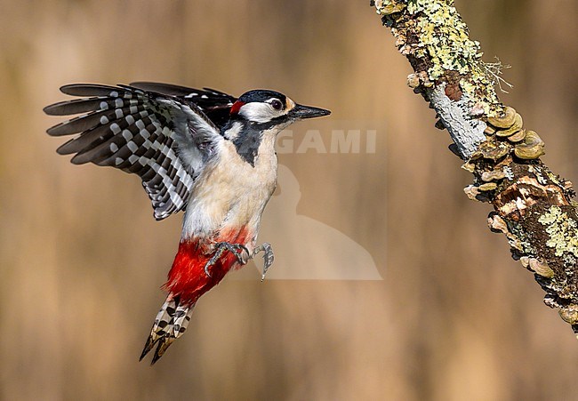 Great Spotted Woodpecker (Dendrocopos major) stock-image by Agami/Daniele Occhiato,