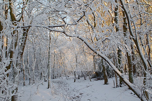 Besneeuwde bomen, Trees with snow stock-image by Agami/Roy de Haas,