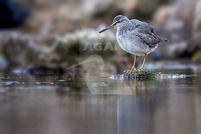 First-winter Grey-tailed Tattler (Tringa brevipes) walking on the shore in Balaruc-les-bains, Languedoc-Roussillon, France stock-image by Agami/Vincent Legrand,