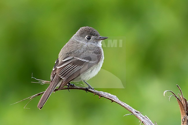 A Dusky Flycatcher is a rare migrant along the Vancouver, British Colombia, Canada coast. stock-image by Agami/Jacob Garvelink,