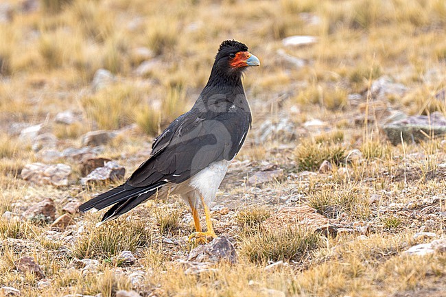 Mountain Caracara (Daptrius megalopterus) adult perched on the ground in Puna grassland in the high Andes of Argentina stock-image by Agami/Andy & Gill Swash ,