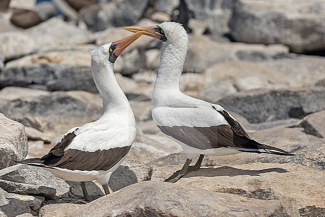 Adult Nazca Booby, Sula granti, on the Galapagos Islands, part of the Republic of Ecuador. stock-image by Agami/Pete Morris,