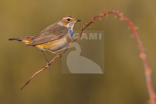 White-spotted Bluethroat, Luscinia svecica, in Italy. stock-image by Agami/Daniele Occhiato,