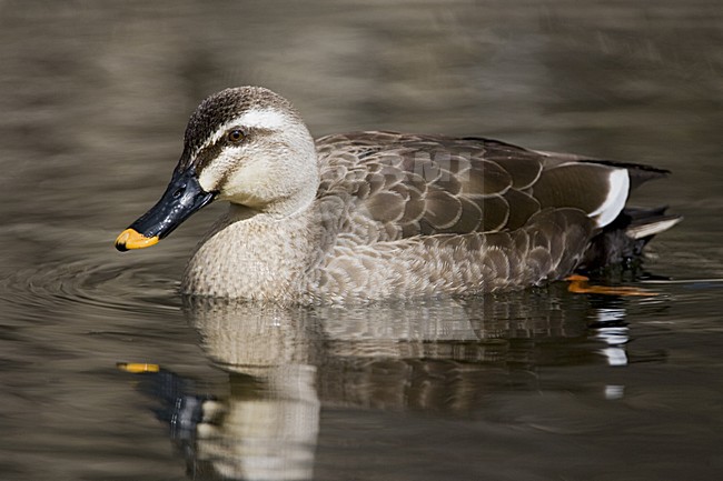 Eastern Spot-billed Duck swimming; Oostelijke Vlekbekeend zwemmend stock-image by Agami/Marc Guyt,