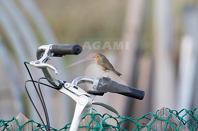 European Robin (Erithacus rubecula) perched on a bike on Vlieland, Netherlands. stock-image by Agami/Marc Guyt,