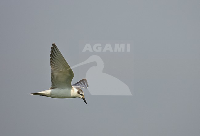 Juveniele Witwangstern in vlucht, Juvenile Whiskered Tern in flight stock-image by Agami/Markus Varesvuo,