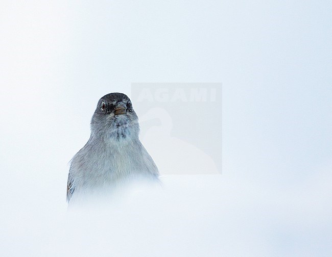 White-winged Snowfinch - Schneesperling - Montifringilla nivalis ssp. nivalis, adult, Swiss stock-image by Agami/Ralph Martin,