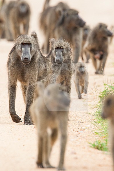 Beerbaviaan, Chacma Baboon stock-image by Agami/Wil Leurs,