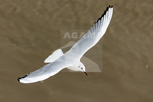  stock-image by Agami/Menno van Duijn,