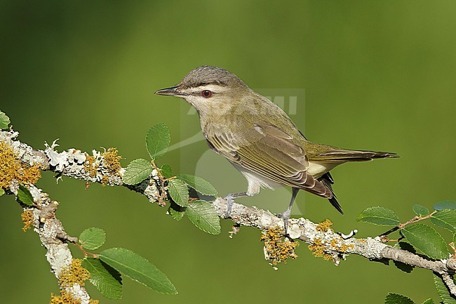 Adult Red-eyed Vireo (Vireo olivaceus) perched on a small twig during spring migration, against a green natural background, in Galveston County, Texas, USA. stock-image by Agami/Brian E Small,