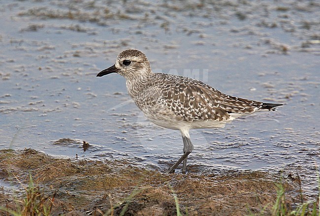 Non-breeding Grey Plover (Pluvialis squatarola) standing in a marshy area in early spring. stock-image by Agami/Andy & Gill Swash ,