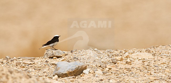 Monnikstapuit, Hooded Wheatear, Oenanthe monacha stock-image by Agami/Marc Guyt,