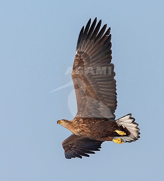 White-tailed Eagle (Haliaeetus albicilla) wintering on the island Hokkaido in northern Japan. Subadult flying past. stock-image by Agami/Marc Guyt,