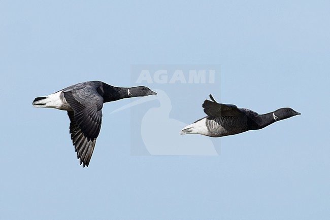 couple of adult brant or brent goose (Branta bernicla) of subspecies bernicla in flight, found at Texel in the Netherlands stock-image by Agami/Mathias Putze,