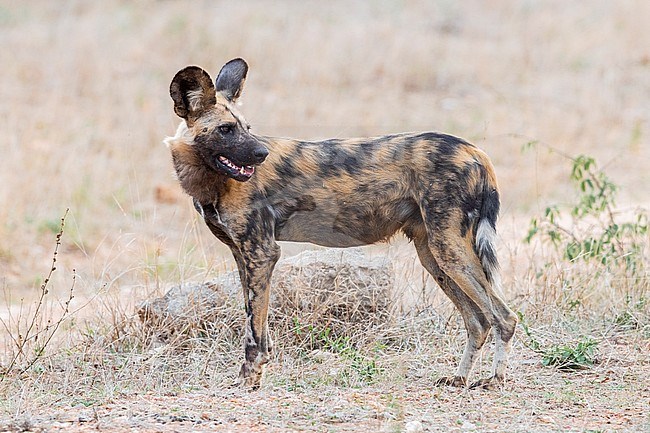 Wild Dog (Lycaon pictus), side view of an adult male, Mpumalanga, South Africa stock-image by Agami/Saverio Gatto,