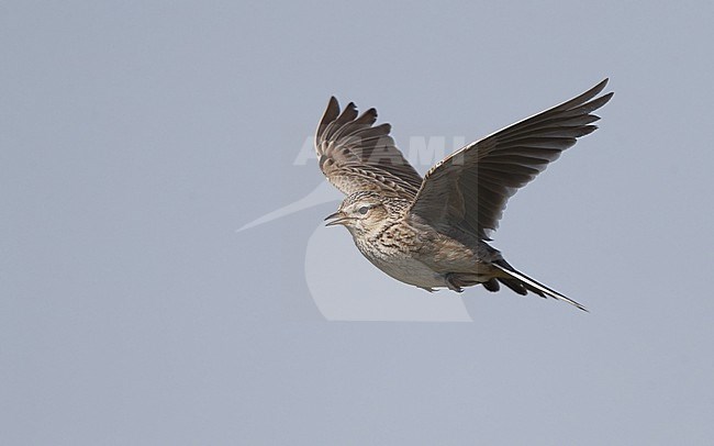 Eurasian Skylark (Alauda arvensis) in flight in Denmark stock-image by Agami/Helge Sorensen,