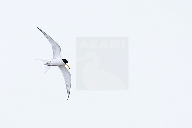 adult little tern (Sternula albifrons) in breeding plumage in flight, found at Buir Lake (Buir Nuur) in Dornod Aimag in Mongolia stock-image by Agami/Mathias Putze,