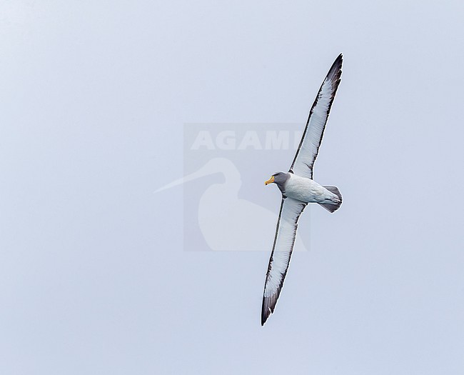 Chatham Albatross (Thalassarche eremita) at sea off the Chatham Islands in New Zealand. stock-image by Agami/Marc Guyt,