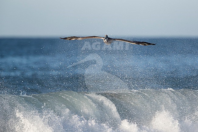 A Brown Pelican (Pelecanus occidentalis) is flying along the breaking waves of the pacific ocean of Guatemala stock-image by Agami/Mathias Putze,