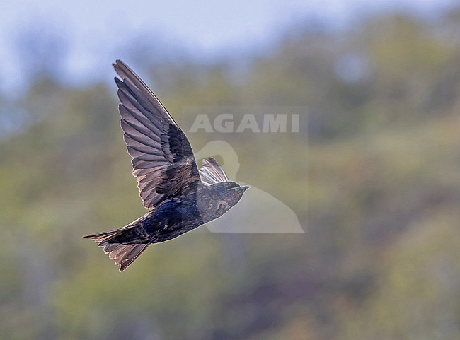 Flying Galápagos martin (Progne modesta) on the Galapagos Islands, part of the Republic of Ecuador. stock-image by Agami/Pete Morris,
