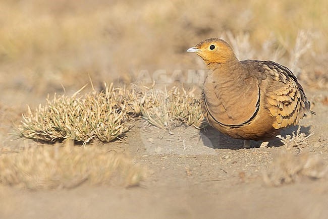 Chestnut-bellied Sandgrouse (Pterocles exustus) perched on the ground in Tanzania. stock-image by Agami/Dubi Shapiro,