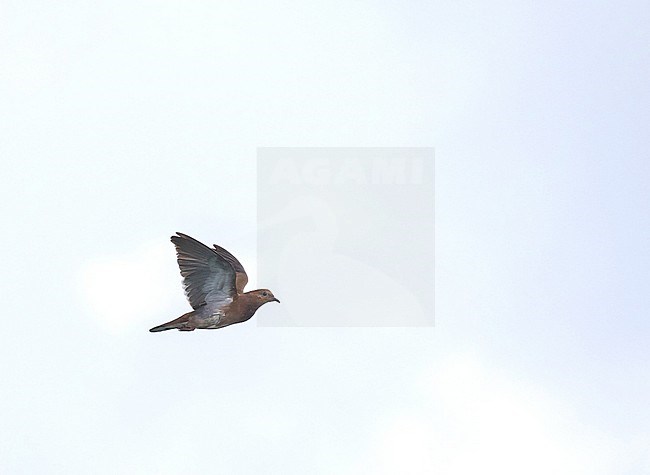 Zenaida dove, Zenaida aurita aurita, on the islands Antigua or Barbuda, part of the Lesser Antilles. stock-image by Agami/Pete Morris,