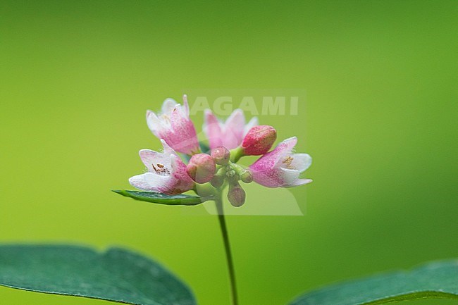 Snowberry blossom stock-image by Agami/Wil Leurs,
