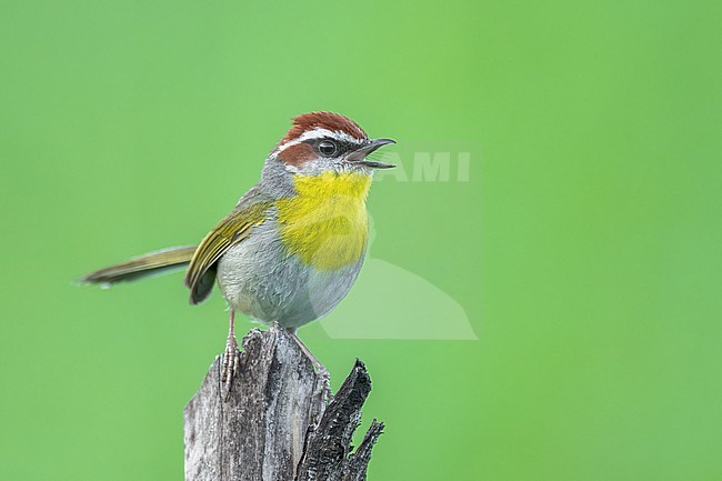 Adult
Nuevo Leon, Mexico
May 2022 stock-image by Agami/Brian E Small,