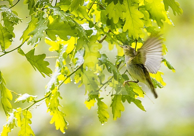 Wood Warbler, Phylloscopus sibilatrix, in Italy. Foraging under the canopy. stock-image by Agami/Daniele Occhiato,
