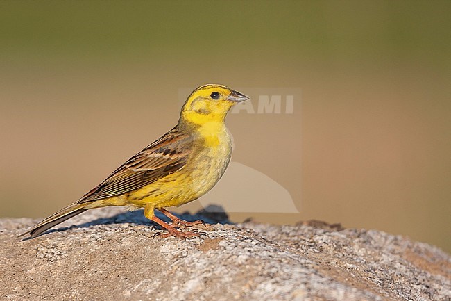 Adult male Yellowhammer (Emberiza citrinella citrinella) in Germany. stock-image by Agami/Ralph Martin,