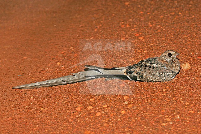 Male Pennant-winged Nightjar (Caprimulgus vexillarius) with long streamers resting on a Ugandese dust road at night. stock-image by Agami/Pete Morris,