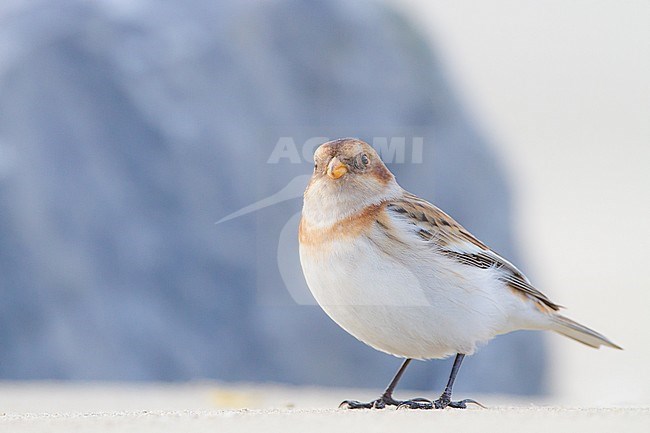 Snow Bunting, Plectrophenax nivalis, in winter plumage sitting on basalt rocks part of small flock wintering at North Sea coast. Male of nominate subspecies nivalis. Standing on send at eye-level. stock-image by Agami/Menno van Duijn,