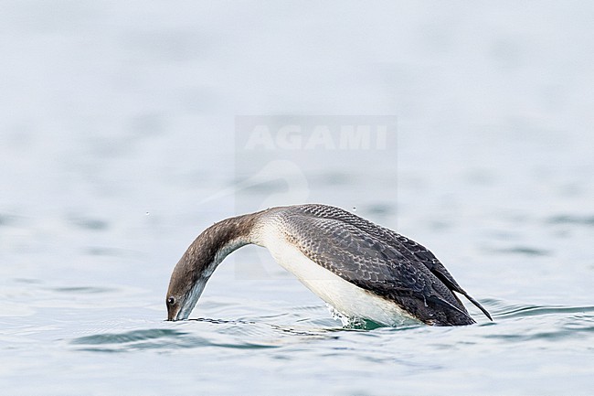  stock-image by Agami/Menno van Duijn,