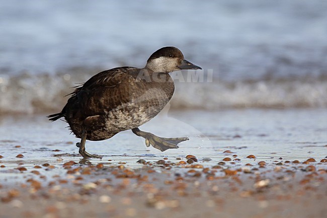 Zwarte ZeeÃ«end op het strand; Common Scoter on the beach stock-image by Agami/Chris van Rijswijk,