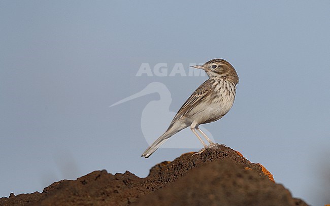 Berthelot's Pipit (Anthus berthelotii berthelotii) perched on a rock at la Rasca, Tenerife, Canary Islands stock-image by Agami/Helge Sorensen,