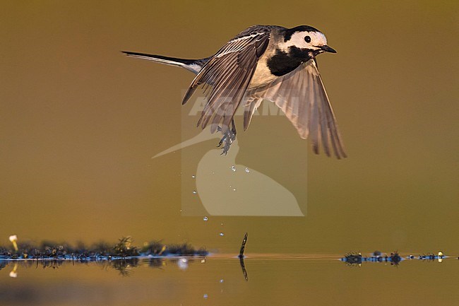 Witte Kwikstaart; White Wagtail; Motacilla alba stock-image by Agami/Daniele Occhiato,