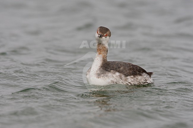 Kuifduiker in winterkleed; Horned Grebe in winterplumage stock-image by Agami/Arie Ouwerkerk,
