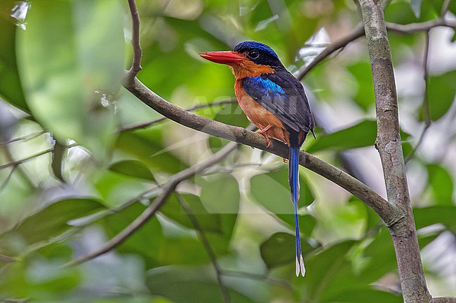 Red-breasted Paradise Kingfisher (Tanysiptera nympha) in West Papua, Indonesia. stock-image by Agami/Pete Morris,