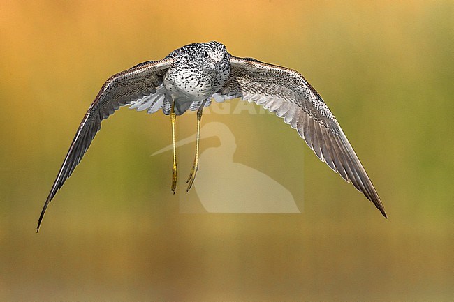 Common Greenshank (Tringa nebularia) standing in shallow freshwater pool in Italy. stock-image by Agami/Daniele Occhiato,
