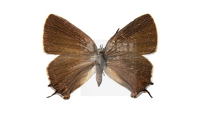 White-letter Hairstreak, iepenpage, Satyrium w-album stock-image by Agami/Wil Leurs,