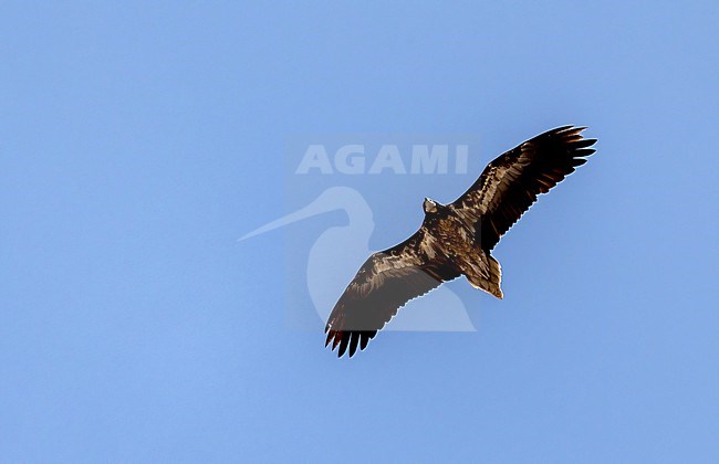 Egyptian Vulture (Neophron percnopterus) immature in flight stock-image by Agami/Roy de Haas,