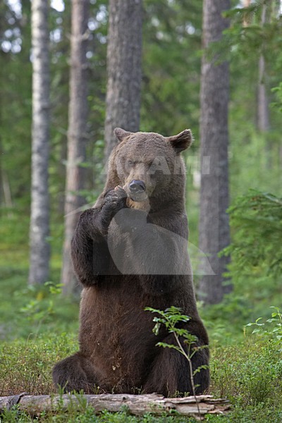 Bruine Beer, Brown Bear, Ursus arctos stock-image by Agami/Jari Peltomäki,